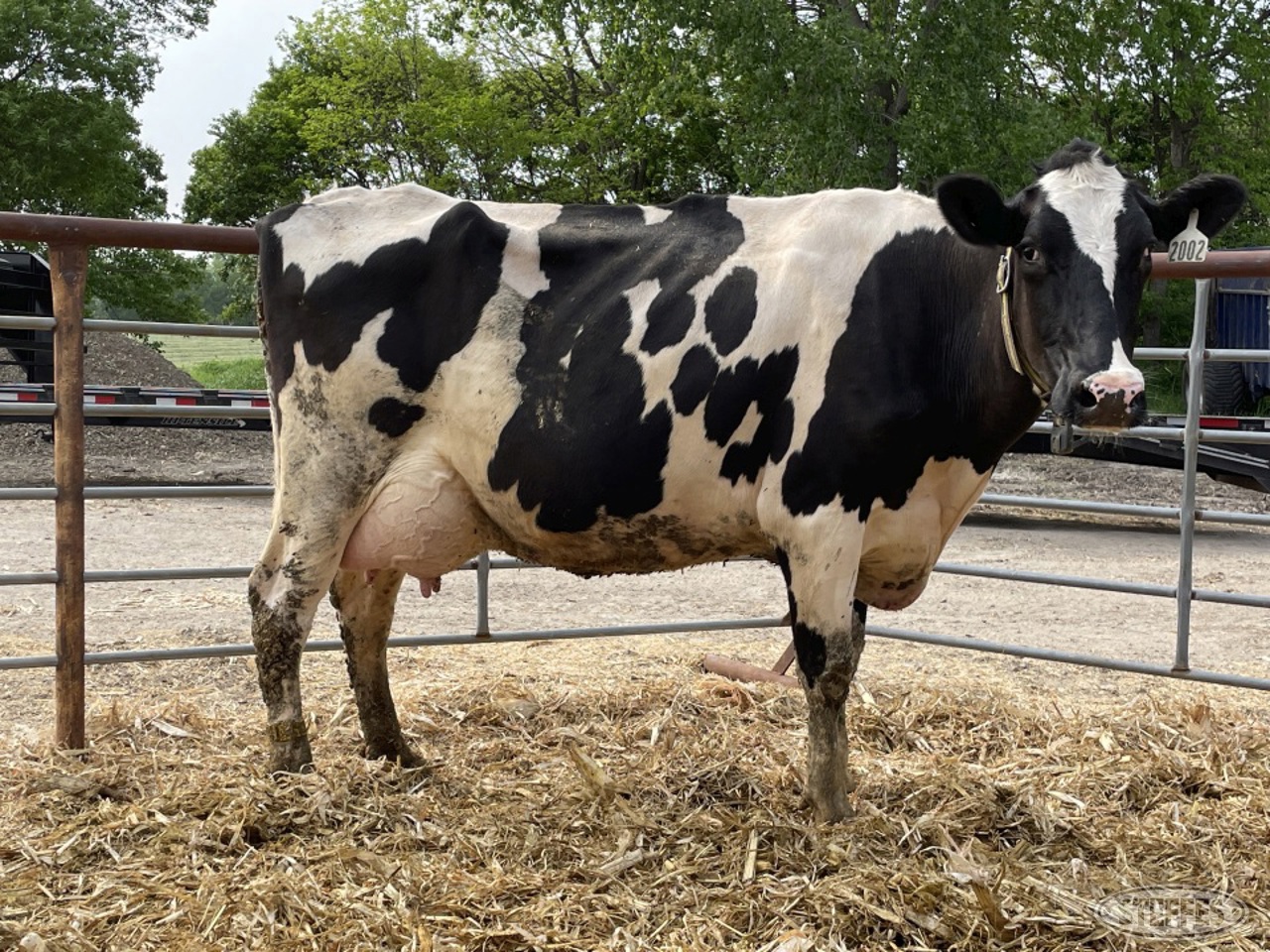 (6 Head) Holstein cows